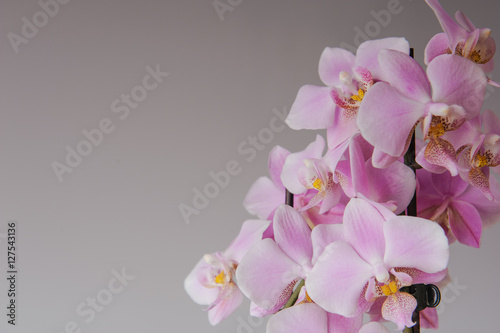 Fototapeta Naklejka Na Ścianę i Meble -  pink orchid flowers