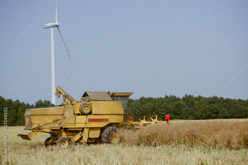 Fototapeta premium Combine harvesting the rape field