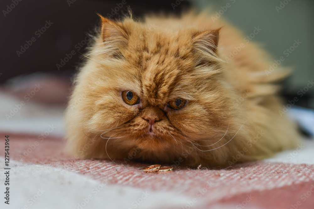 Fototapeta premium Shaggy red cat