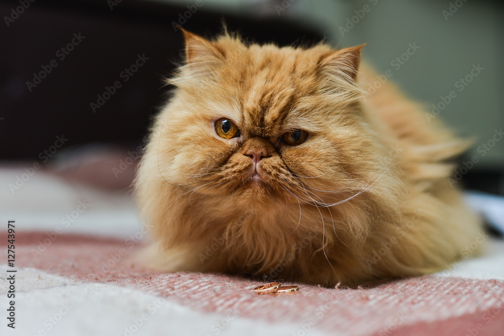 Fototapeta premium Shaggy red cat
