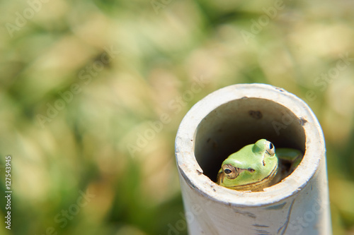 塩化ビニル管に隠れるカエル photo