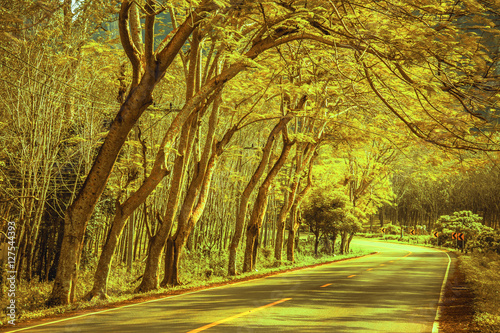 Beautiful road in the beautiful trees