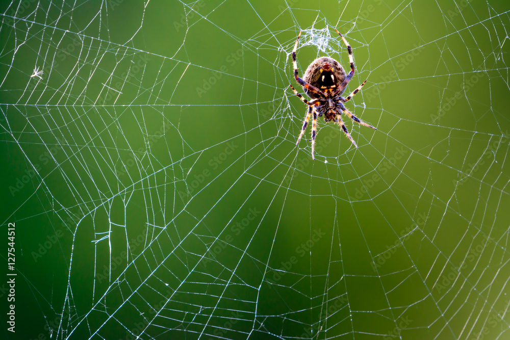 Western Spotted Orb Weaver Spider - (Neoscona oaxacensis)
