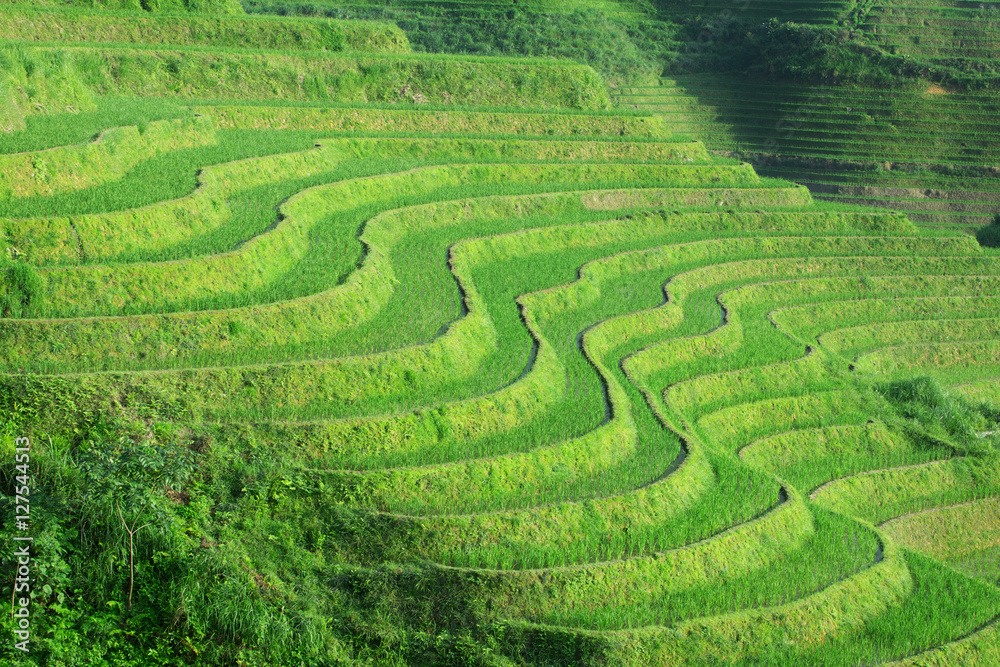 terraced fields terraced fields