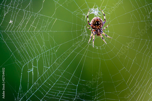 Western Spotted Orb Weaver Spider - (Neoscona oaxacensis) © jwjarrett