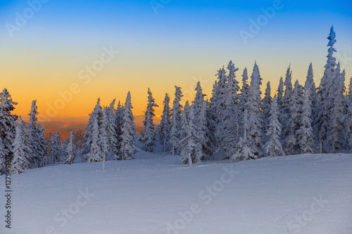 Beautiful wintry landscape in Siberia. Winter sunset. Tree covered snow. Calm nature. Snow-covered fir trees in winter on a sunset background