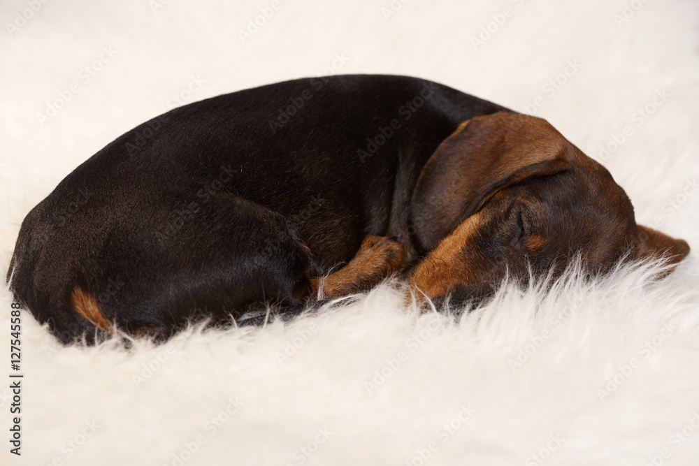 Lovely dachshund sleeping on fur blanket
