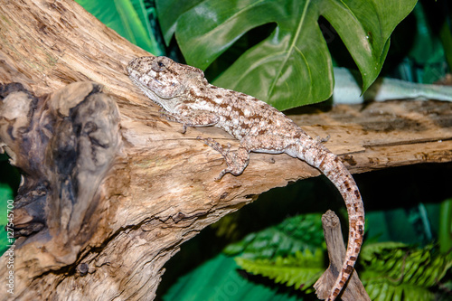 Foto agama lizard sitting on a tree branch