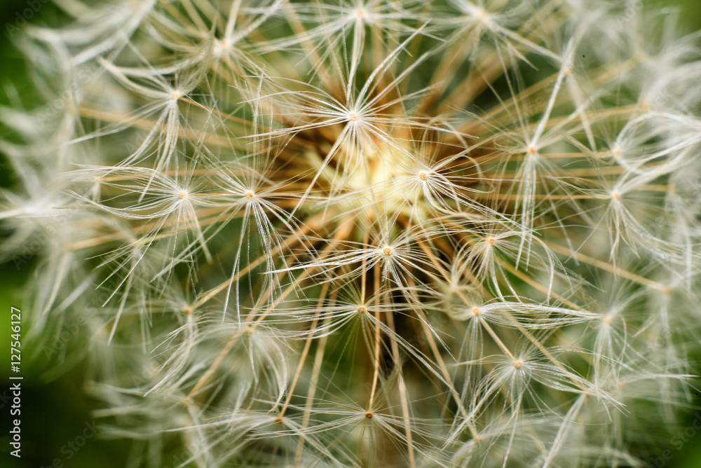 Dandelion, mature inflorescence detail. macro photography Dandelion, mature inflorescence detail. macro photography