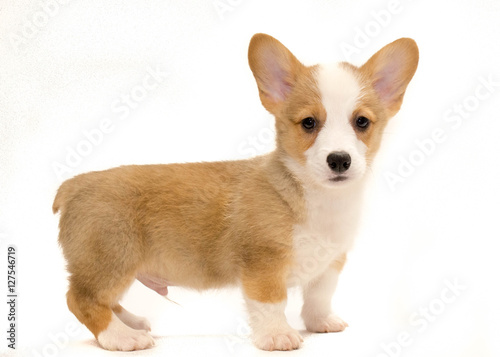 Canvas Print Baby corgi puppy on white background
