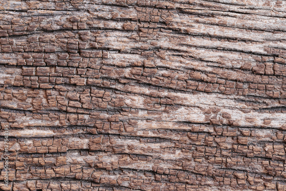 Fototapeta premium Old wood texture.