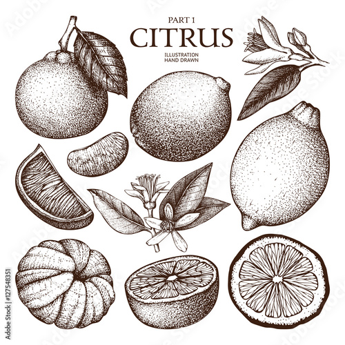 Vintage Ink hand drawn collection of citrus fruits sketch. Vector illustration of highly detailed citrus fruits on white background