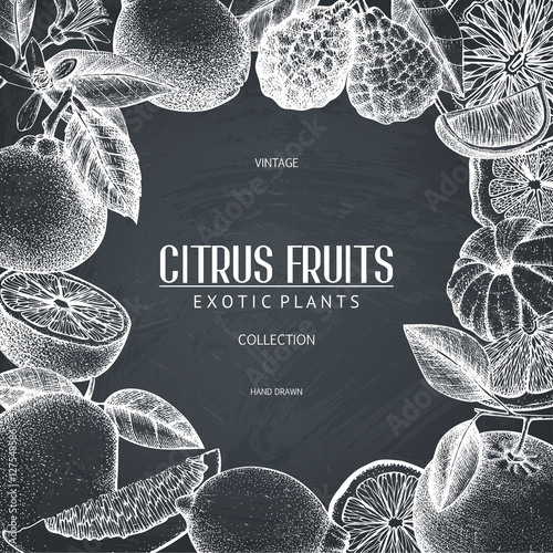 Vintage template. Ink hand drawn design with citrus fruits on chalkboard. Vector illustration with highly detailed citrus fruits sketch
