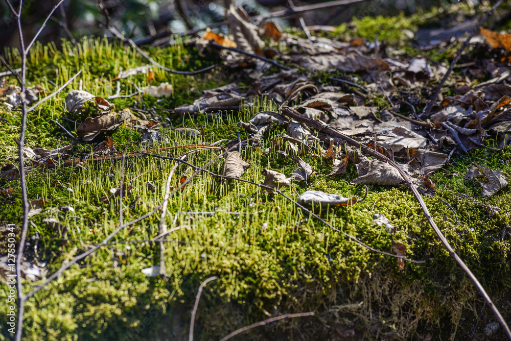 River deep in mountain forest. River deep in mountain forest.