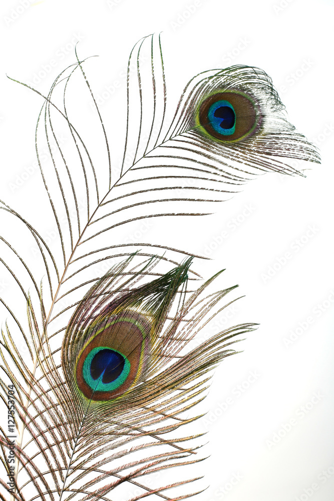 Obraz premium peacock plume