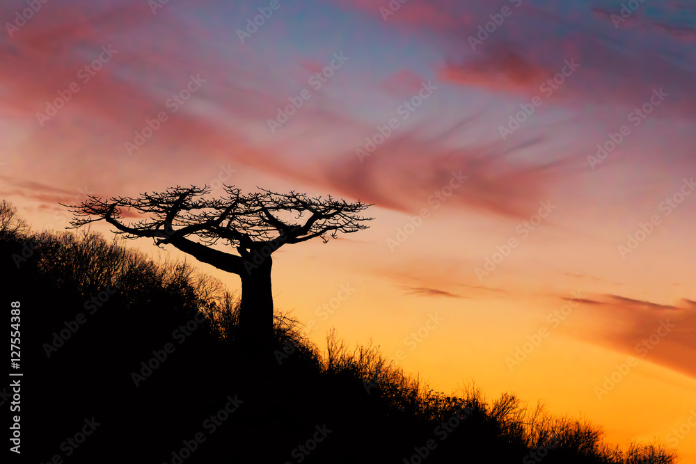 Baobab tree silhouette after sunset Madagascar