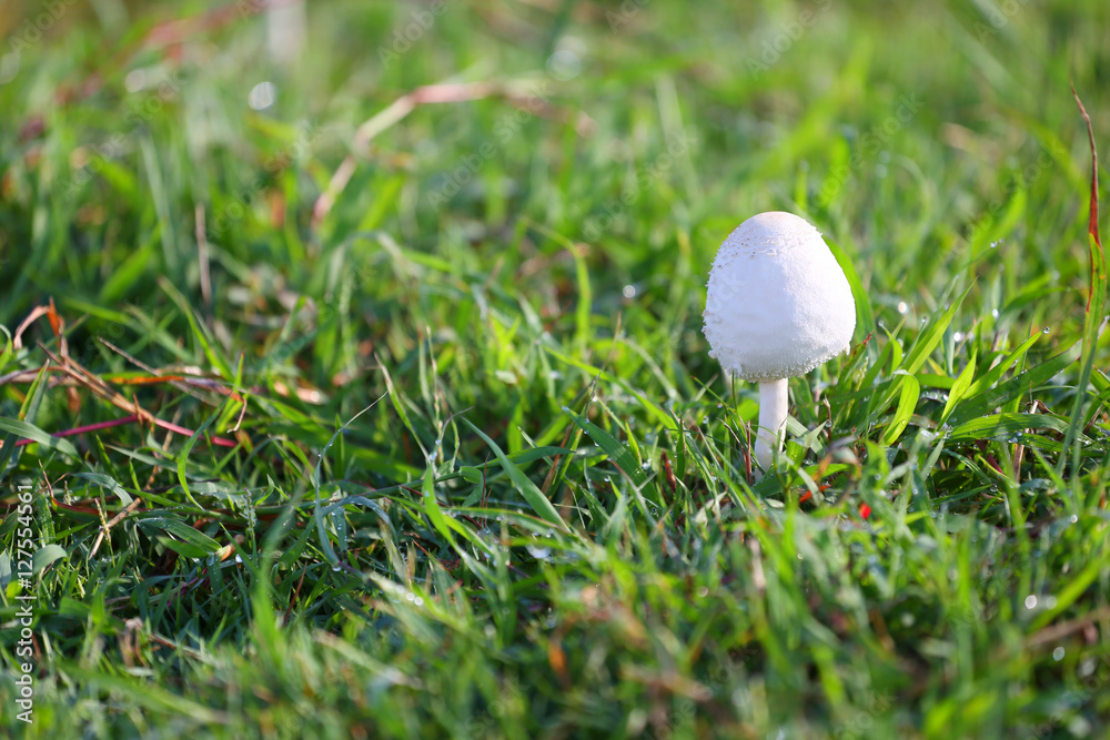 Mushroom poisoning growing on green lawn. Mushroom poisoning growing on green lawn.