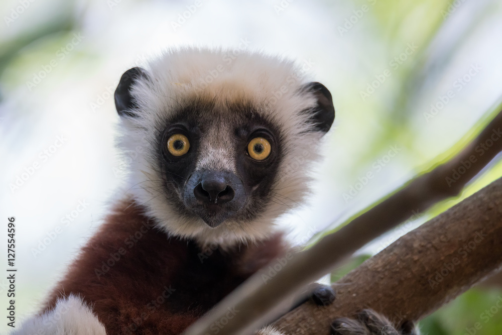 Fototapeta premium Coquerel's sifaka (Propithecus coquereli)
