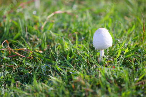 Mushroom poisoning growing on green lawn.