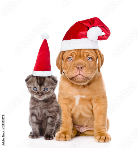 Sad puppy and small kitten in red santa hats sitting together. isolated on white