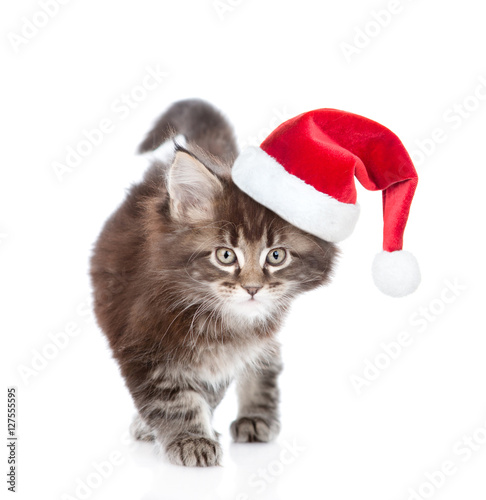 Walking small maine coon cat n red Christmas hat . isolated on white © Ermolaev Alexandr