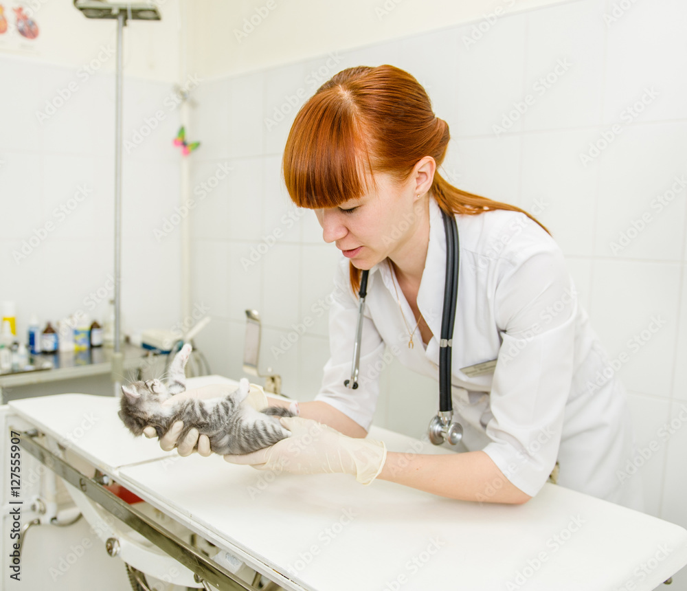 veterinarian examining a kitten veterinarian examining a kitten