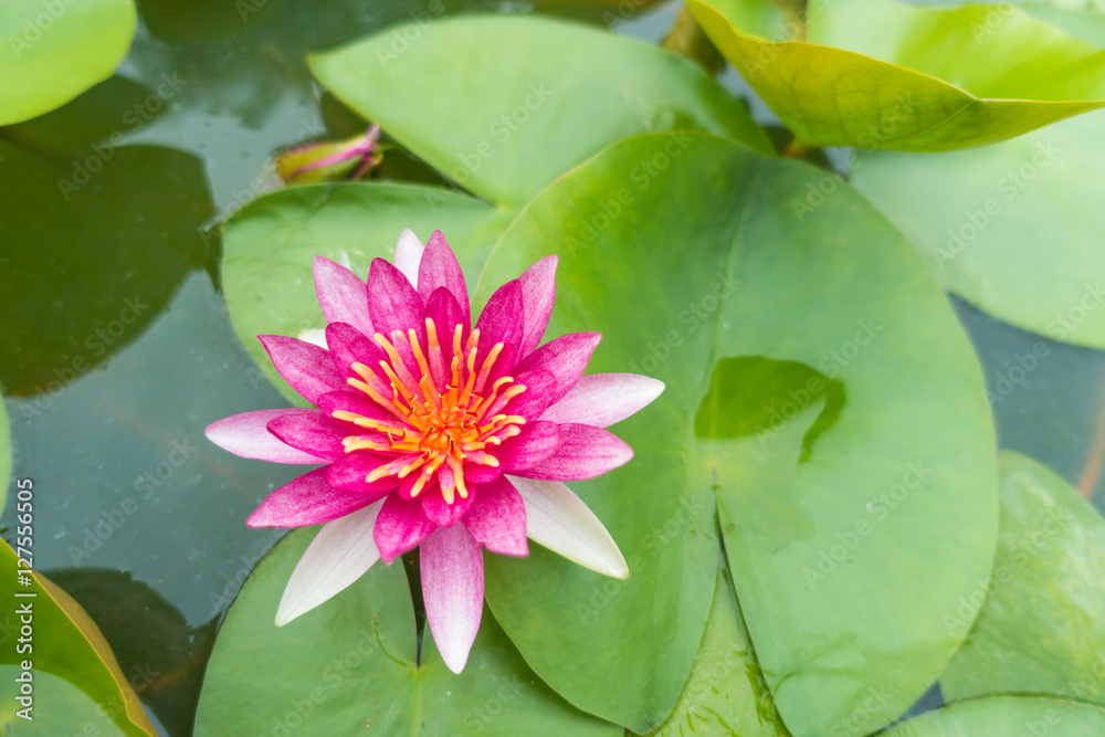 Beautiful pink waterlily or lotus flower in pond, focus lotus Beautiful pink waterlily or lotus flower in pond, focus lotus