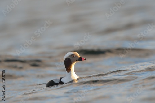 long tailed duck