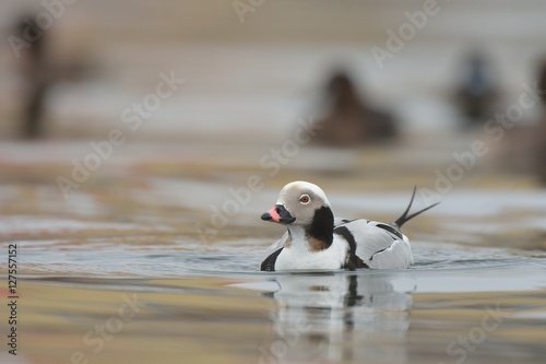 long tailed duck