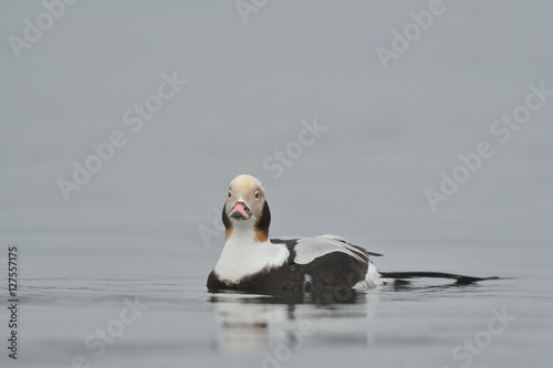 long tailed duck