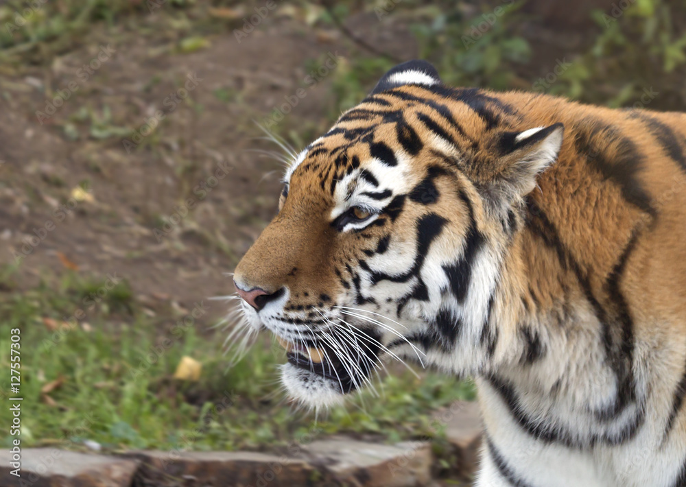 Тигр Siberian tiger