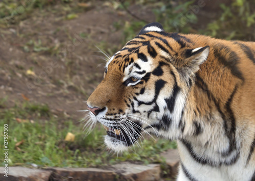Fototapeta Naklejka Na Ścianę i Meble -  Тигр Siberian tiger