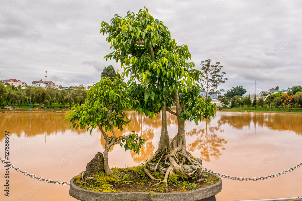 Deciduous bonsai tree near a pond in flowerbed at park of flowers in Dalat Vietnam