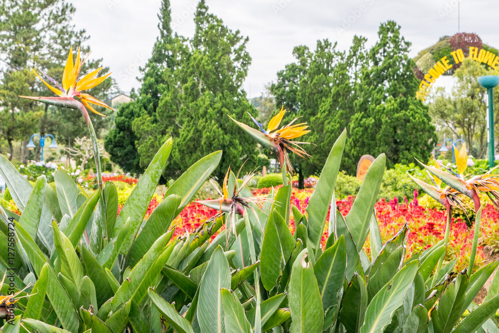 Large bush with flowers of Strelitzia Reginae at a Park of flowers in Dalat Vietnam