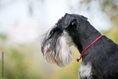 portrait of miniature schnauzer close up