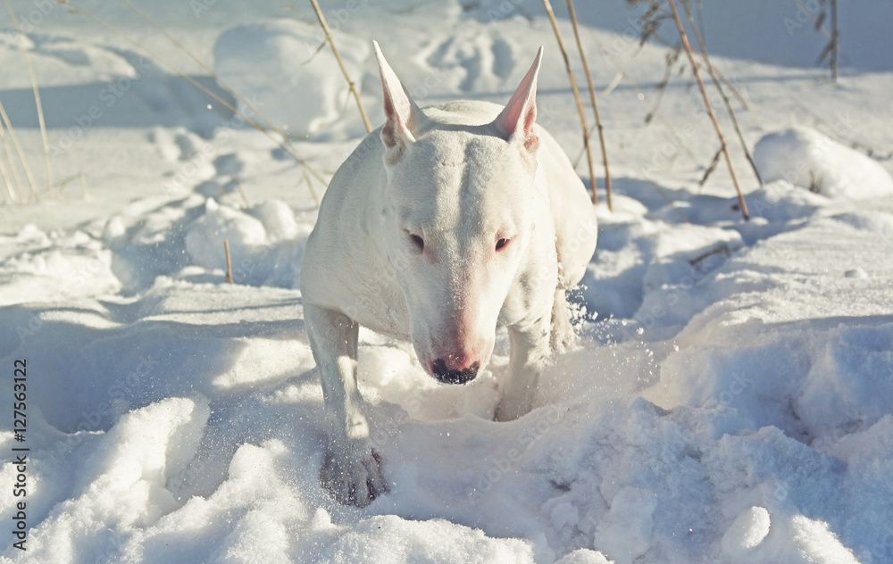 White English Bull Terrier on nature in the winter