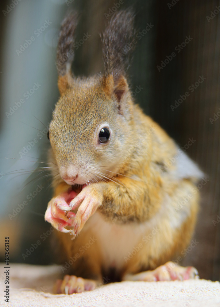 Fototapeta premium essendes Eichhörnchen