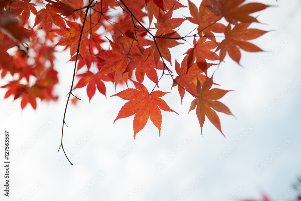 Fall. Autumn maple leaves and autumn sky