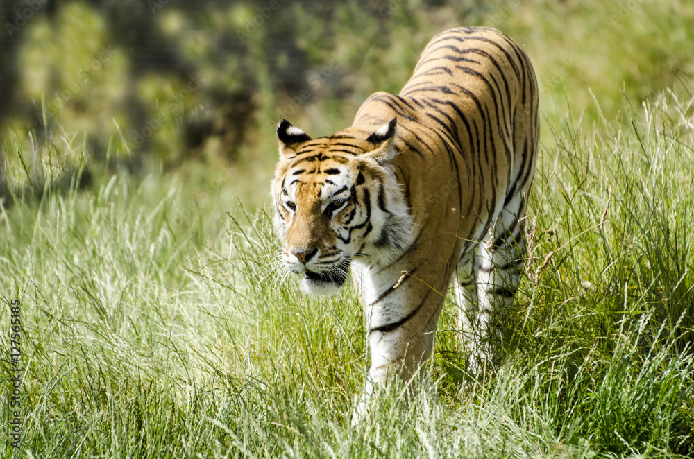 call me Tiger