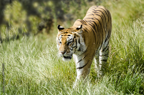 Obraz na płótnie call me Tiger w salonie