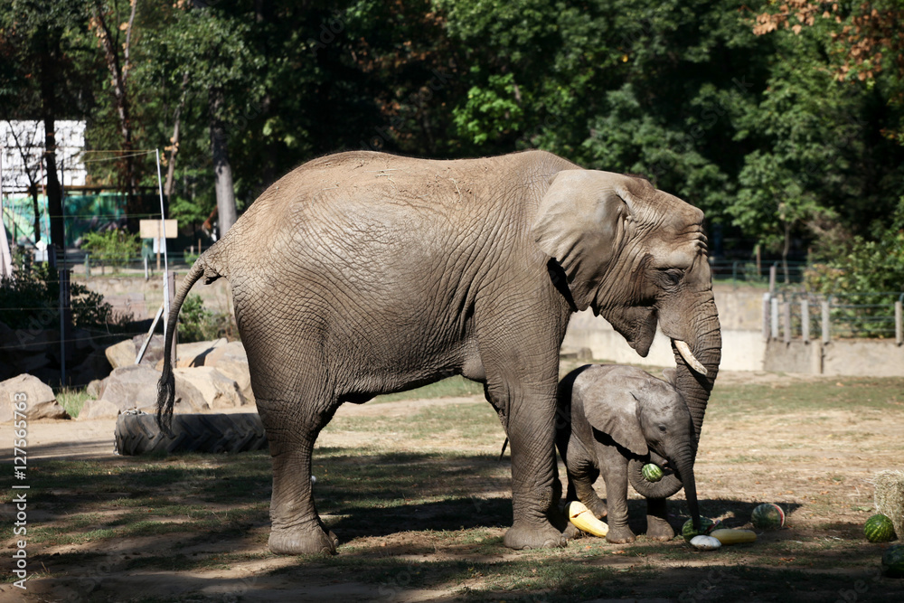 Naklejka premium Lovely elephants family with watermelons in the zoo