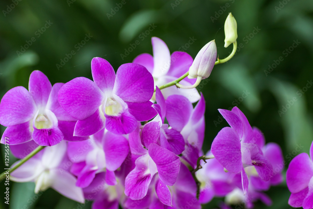 Fototapeta premium Purple pink orchid