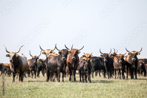 Fotótapéta Herd of gorgeous wild aurochs in the nature reserve