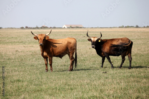Obraz na plátně Gorgeous wild aurochs in the nature reserve
