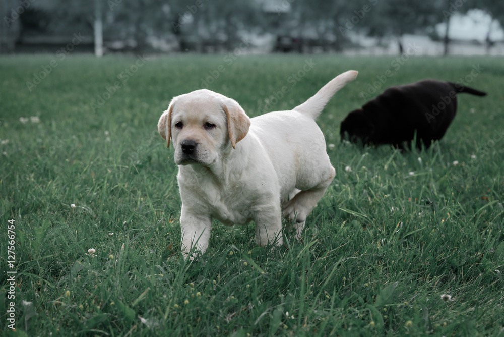 cute yellow puppy Labrador Retriever runs on background of green grass