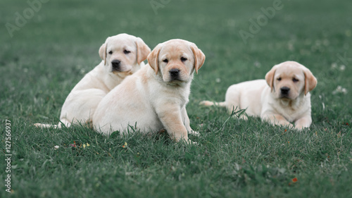 three cute yellow Labrador puppy resting in green grass