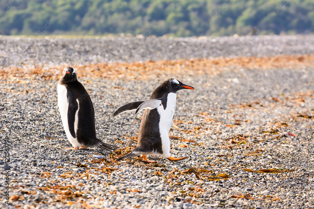 Fototapeta premium Papua penguin couple at the seaside