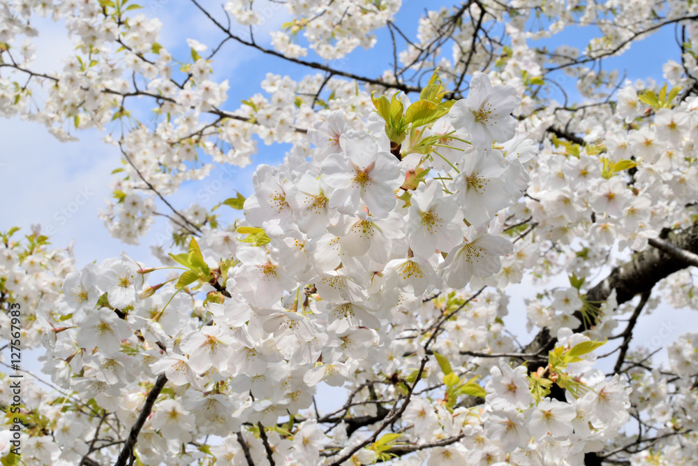 Cherry blossoms.

