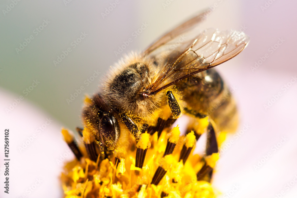 Close-up of bee on a flower. Close-up of bee on a flower.