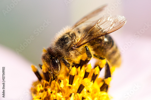 Close-up of bee on a flower. © Fotikphoto